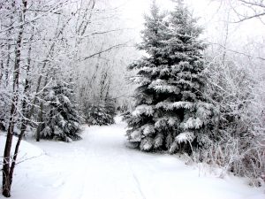 A snowy Manitoba trail, through poplar and pine trees