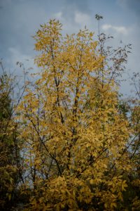 Orange leaves in autumn on a tree along Lumsden Trail, Saskatchewan