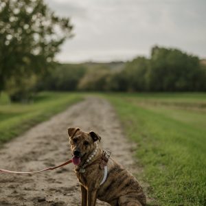 A brown dog sits on a trail surrounded by green grass