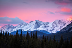 Rocky mountains with pine trees in the foreground and a pink and yellow evening sky in the background