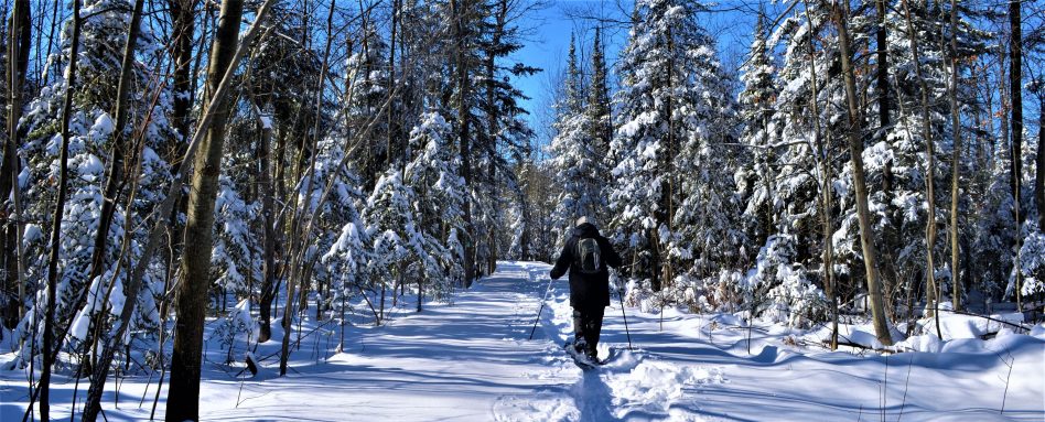 Person cross-country skiing on a trail in the winter. Personne faisant du ski de fond sur une piste en hiver.