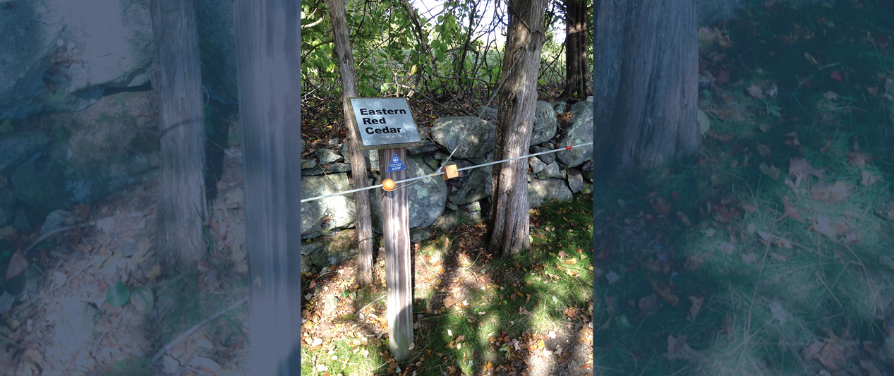 A sign that reads, "Eastern Red Cedar" and is placed along side a trail. 