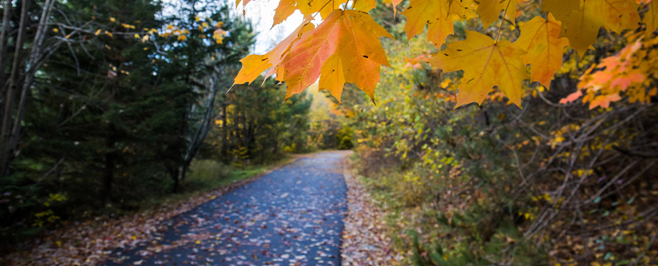 An image of organe leaves on a trail