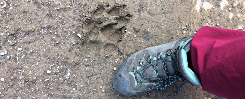 A hiker's shoe beside a wildlife footprint in the mud