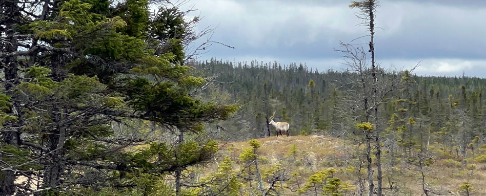 Wildlife Caribou along Trans Canada Trail