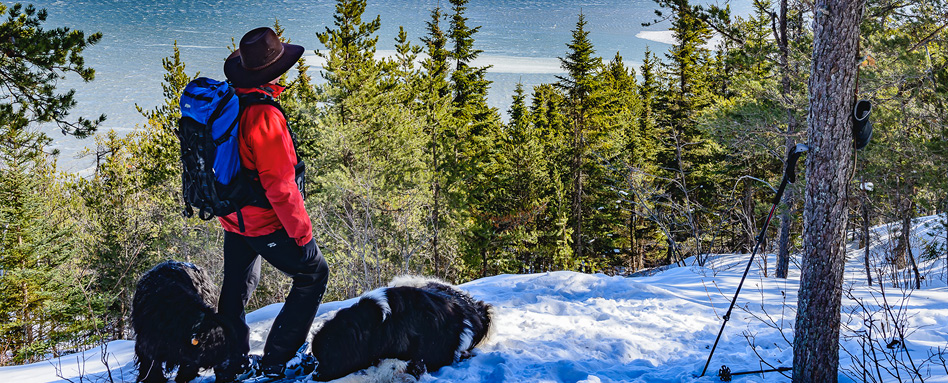 Someone standing on a hill covered in snow with two dogs. 