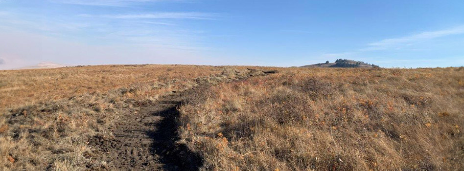 Cypress Hills, Alberta 