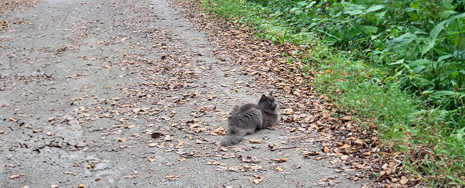 A cat on the Trans Canada Trail. Photo by Dave Gunther