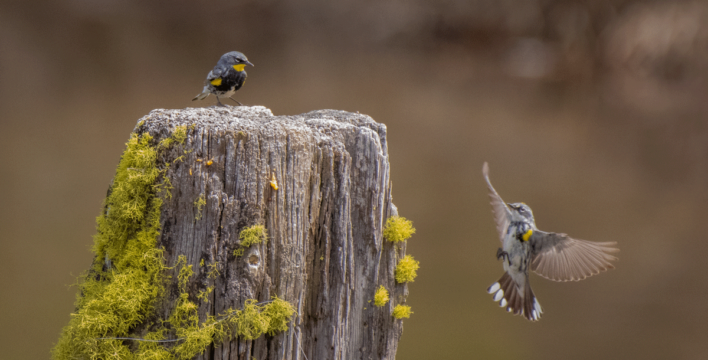 Scott Haldane photograph of humming birds
