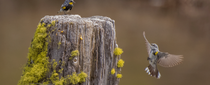 Scott Haldane photograph of humming birds