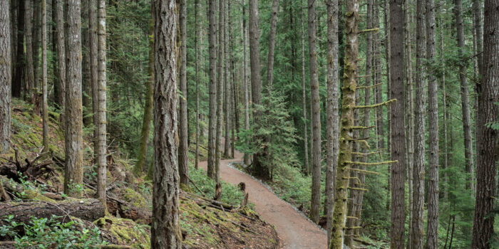 Dirt path of the Trans Canada Trail winding through a dense Sooke Hills forest. Chemin de terre du sentier transcanadien serpentant à travers une forêt dense des collines de Sooke.