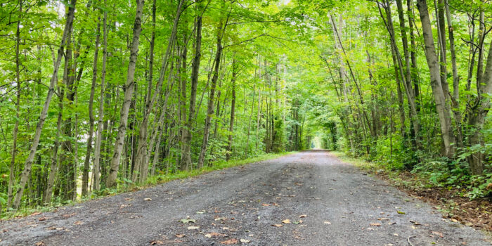 A scenic trail winding through lush green trees in the woods, in Ottawa | Un sentier panoramique serpentant à travers des arbres verdoyants dans les bois, à Ottawa