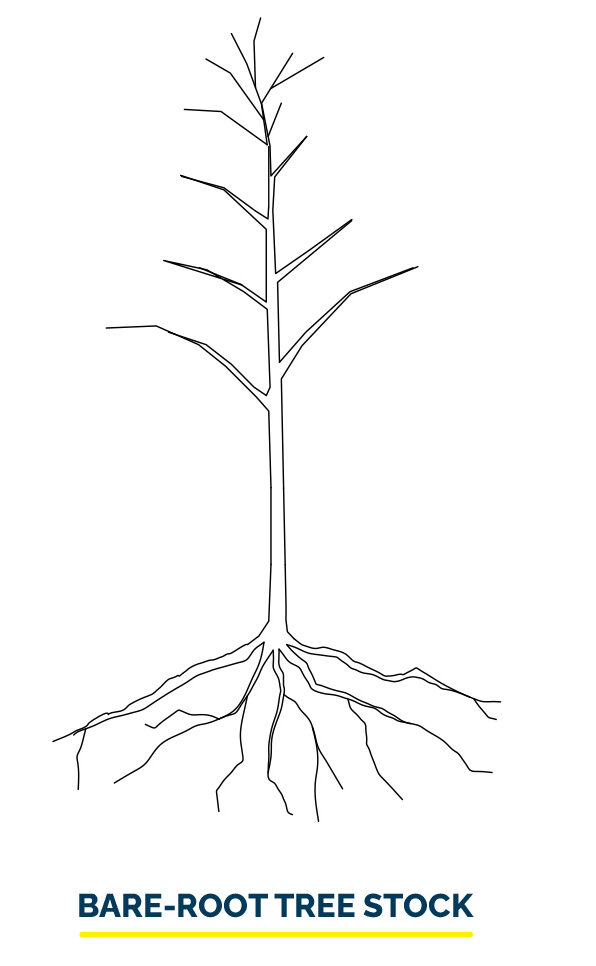 Bare-root tree stock illustration