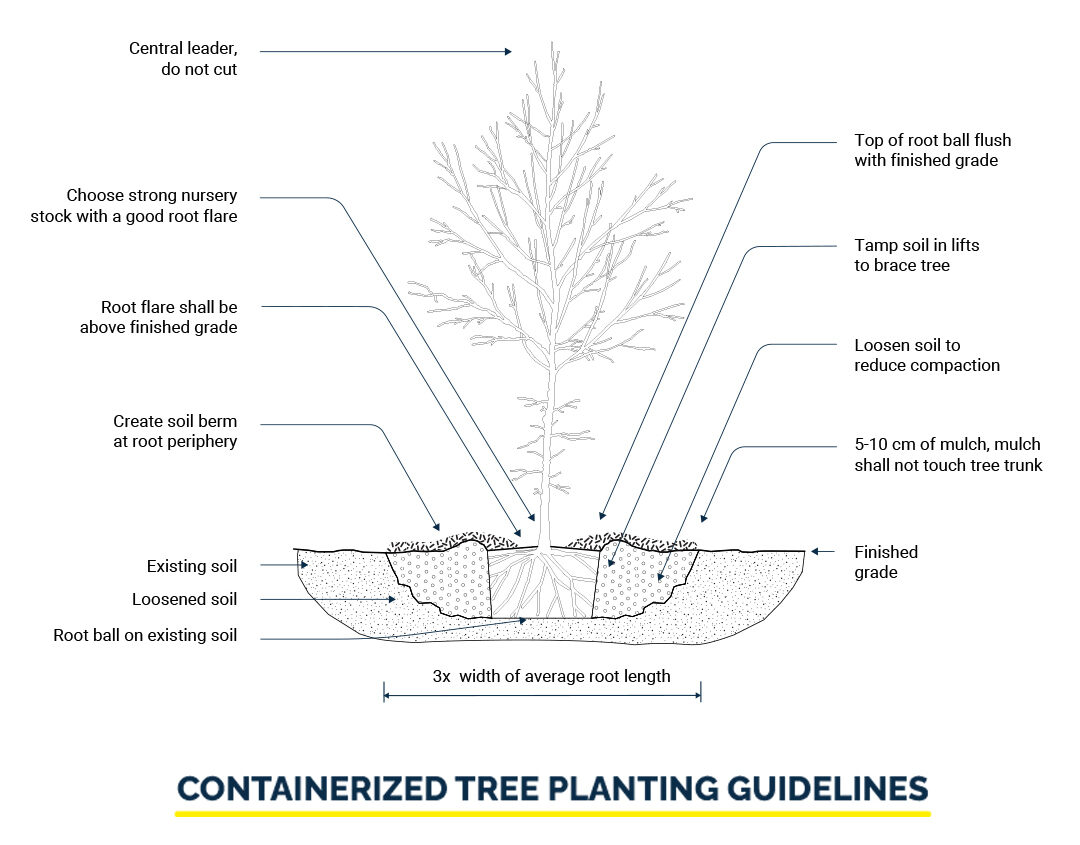 Containerized Tree Planting Illustration 