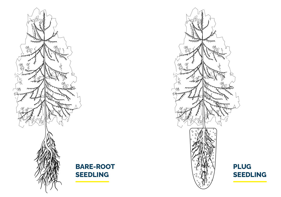 Seedling Barefoot Plug Illustration 