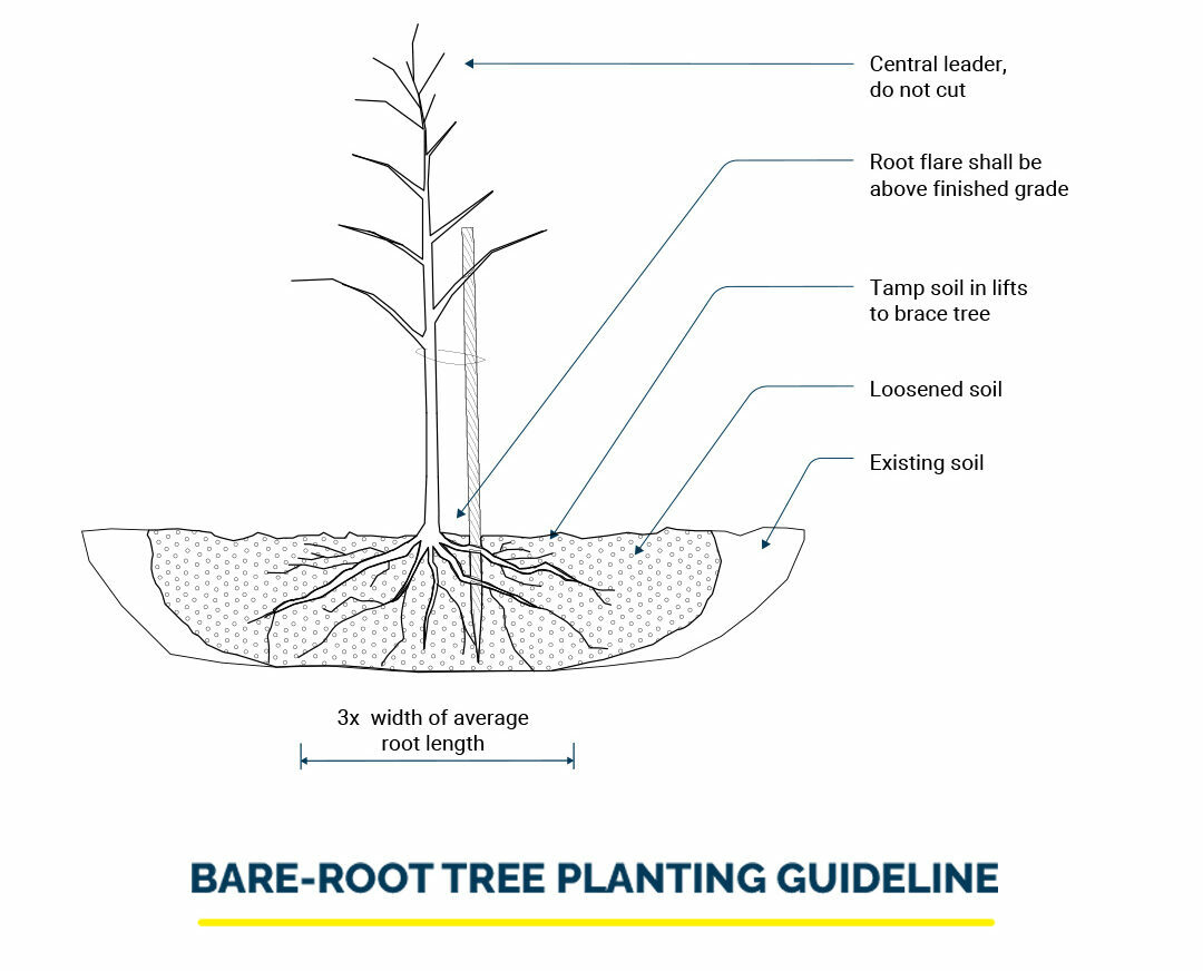 Bare-Root Tree Planting Guideline Illustration