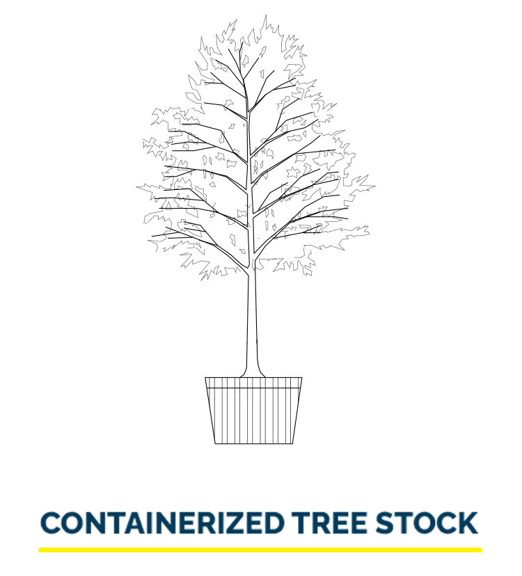 Containerized Tree Stock Illustration