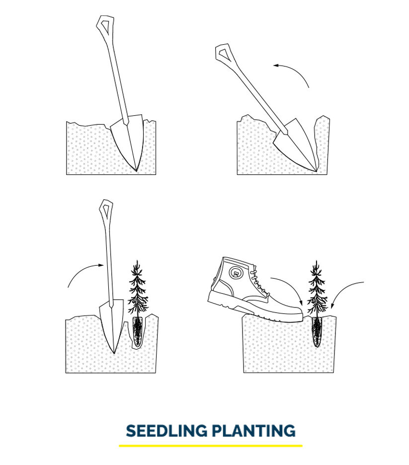 Seedling Planting Illustration