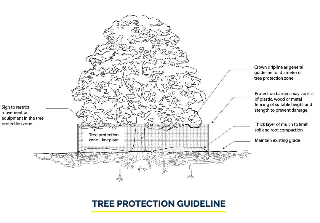 Tree protection Zone Illustration