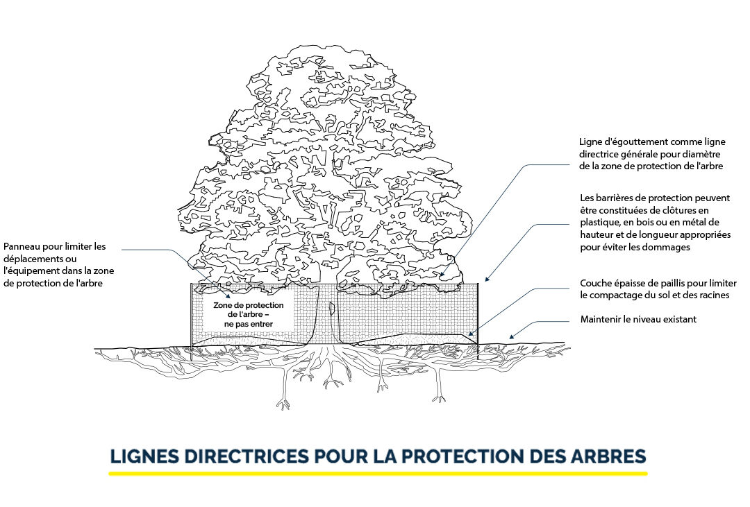 LIGNES DIRECTRICES POUR LA PROTECTION DES ARBRES Illustration