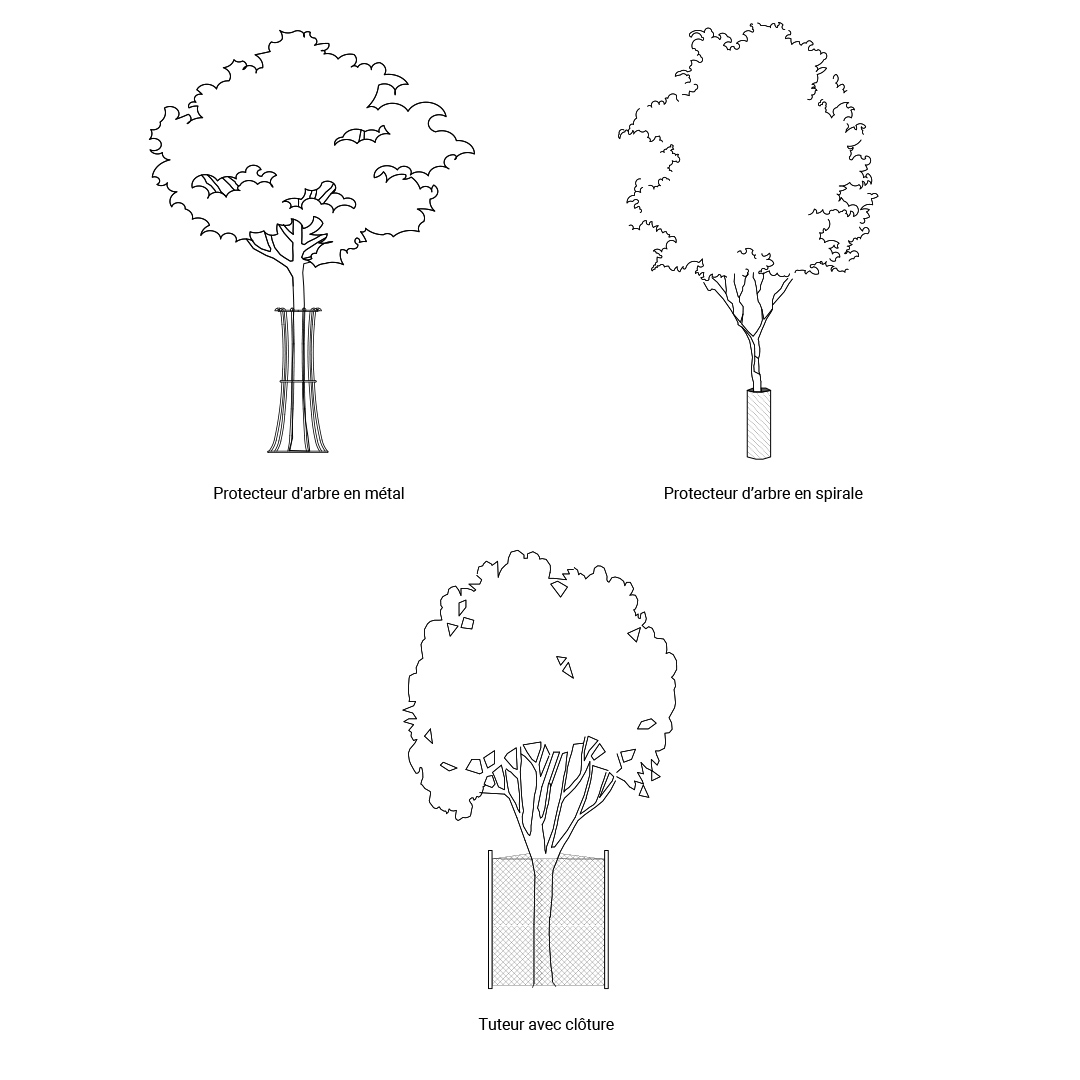 La protection du tronc Illustration 