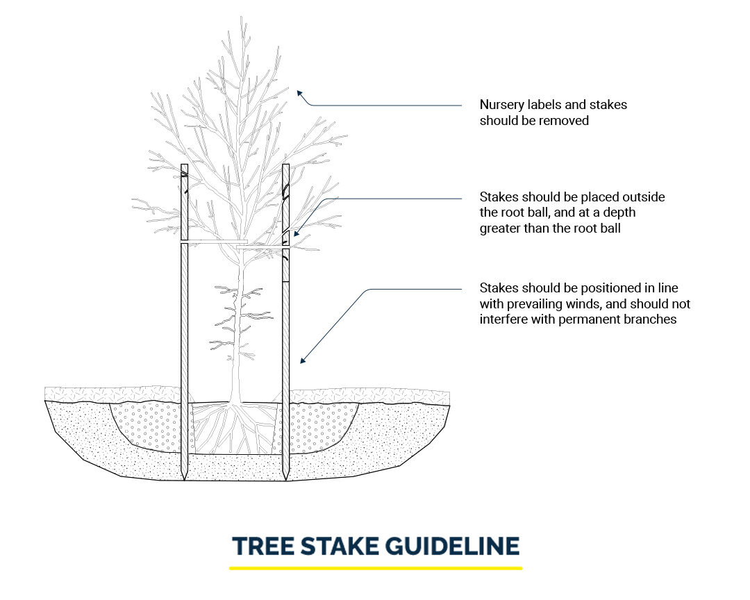 Tree Stake Guideline Illustration