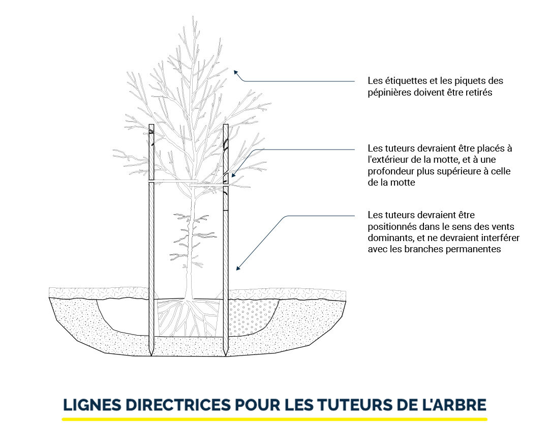 LIGNES DIRECTRICES POUR LES TUTEURS D’ARBRE Illustration