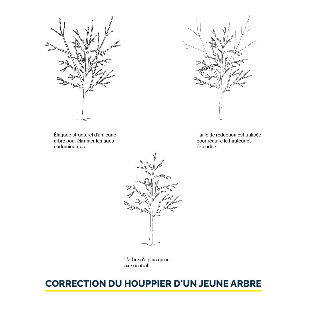 CORRECTION DU HOUPPIER D'UN JEUNE ARBRE Illustration