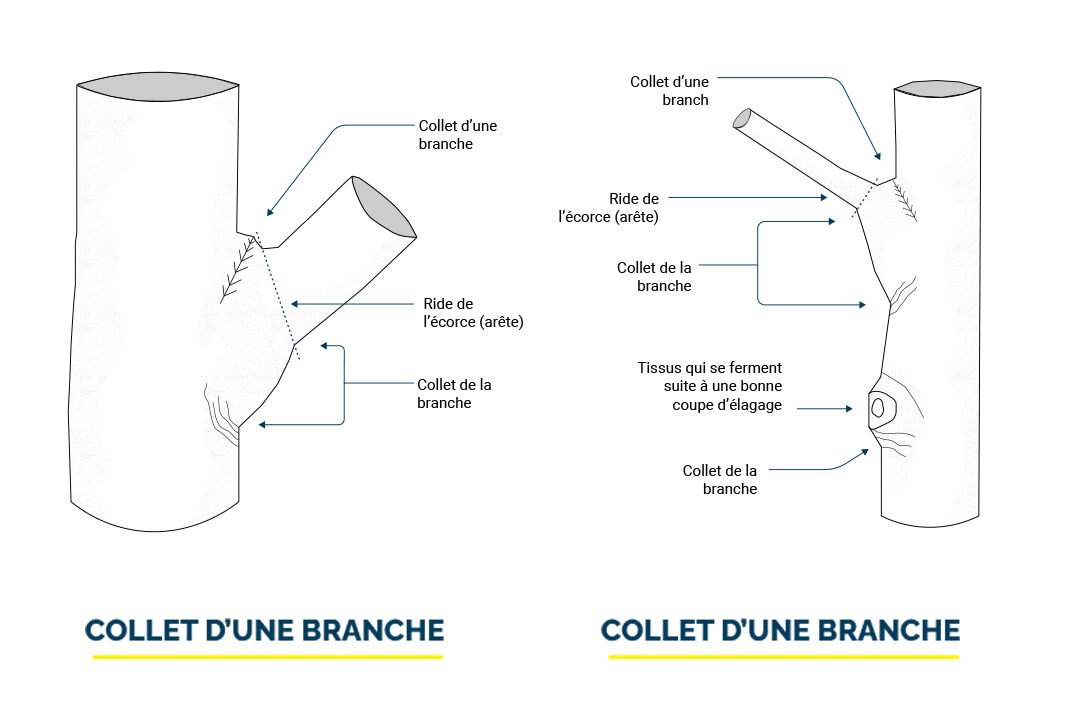 COLLET D’UNE BRANCHE Illustration