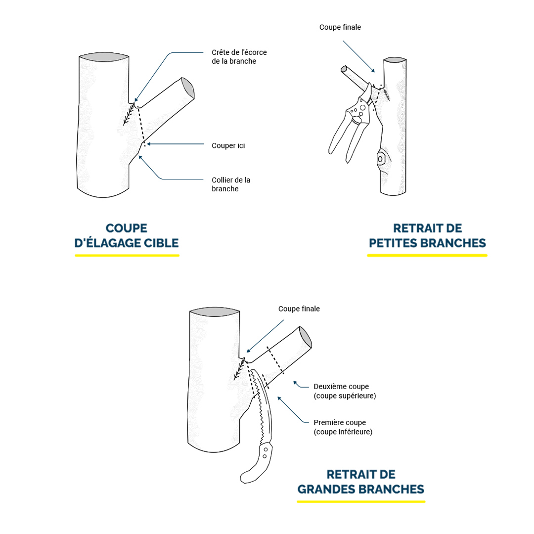 La sécurité pendant l’élagage Illustration