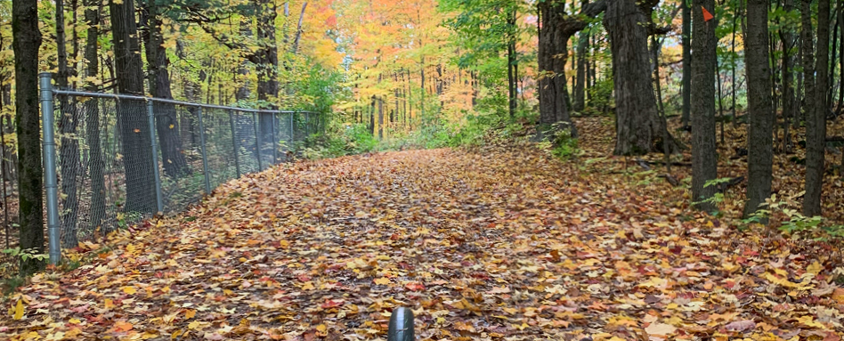 A bike path in Carleton's woods, covered in fallen leaves. | A bike path in Carleton's woods, covered in fallen leaves.