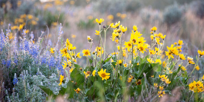 Colorful wildflowers bloom in the sagebrush meadow. | Des fleurs sauvages colorées fleurissent dans la prairie d’armoises.