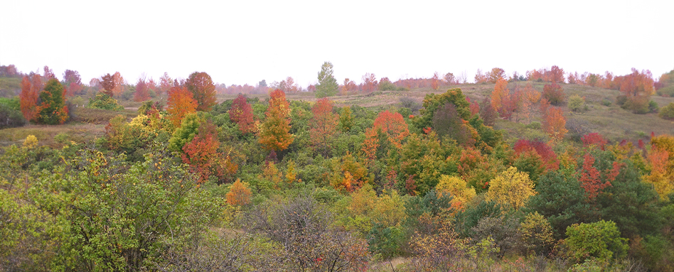 Ontario Trails featuring diverse trees in vibrant colors on a hillside. | Sentiers de l'Ontario présentant divers arbres aux couleurs vives sur le flanc d'une colline.