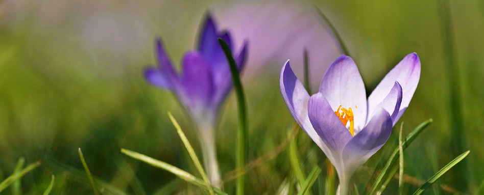 Spring flowers, Prairie crocus | fleurs du printemps, Le penstemon hirsute 
