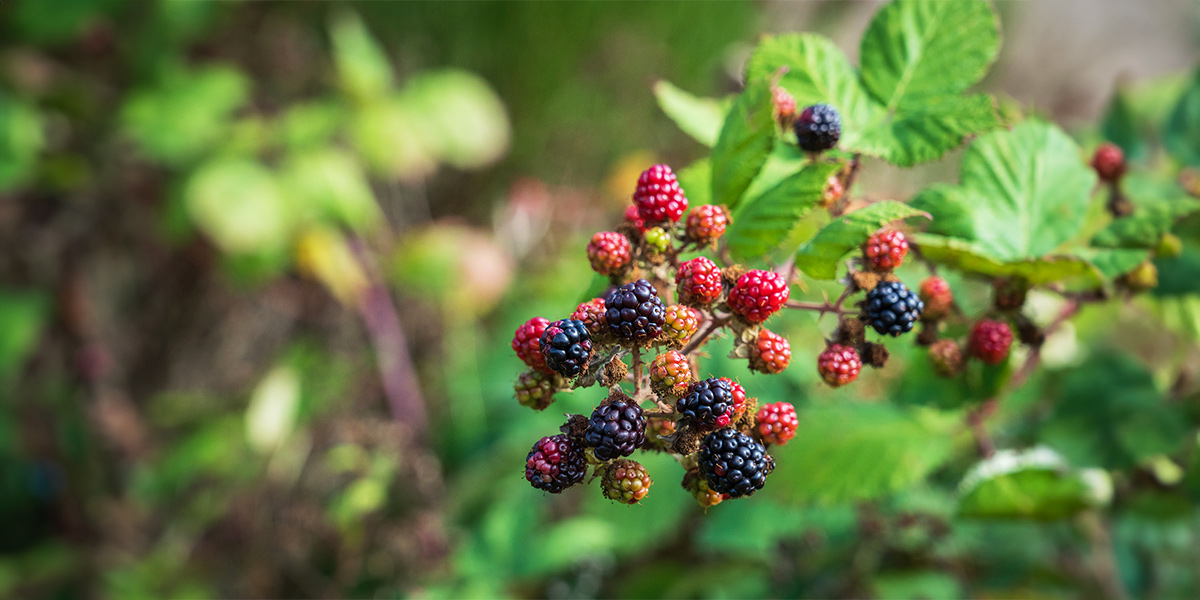 Fresh blackberries growing on a bush in the forest. Des mûres fraîches poussant sur un buisson dans la forêt.