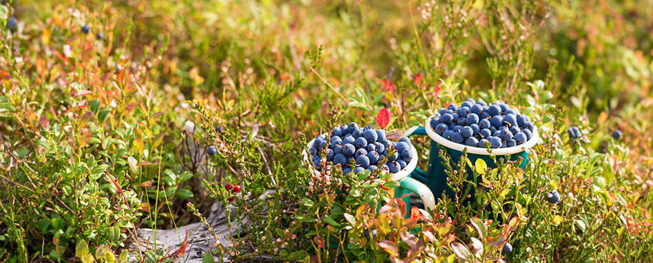 Blueberries in a blue bucket. Des myrtilles dans un seau bleu.