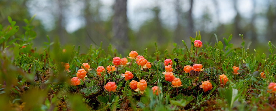 Cloudberries blooming in the forest. Les chicoutais en fleurs dans la forêt