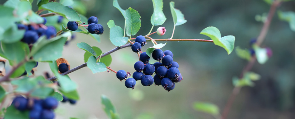 Saskatoon berries