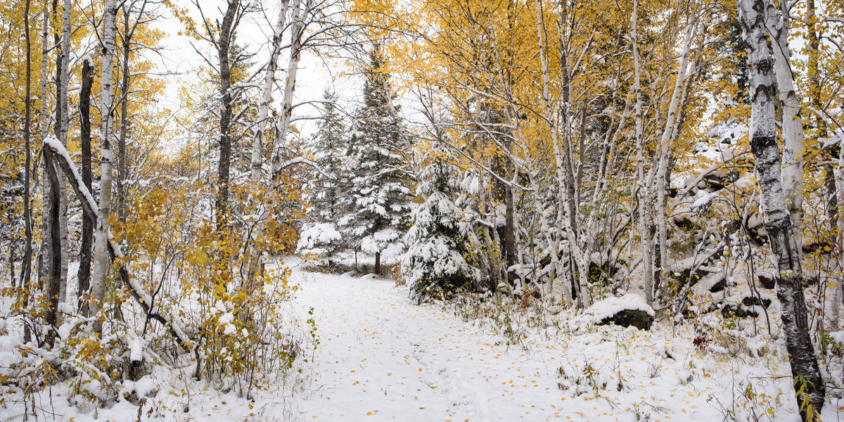 A serene snowy path winding through a forest adorned with vibrant yellow trees, creating a picturesque winter scene. Un sentier enneigé serein serpentant à travers une forêt ornée d'arbres jaune vif, créant une scène hivernale pittoresque.