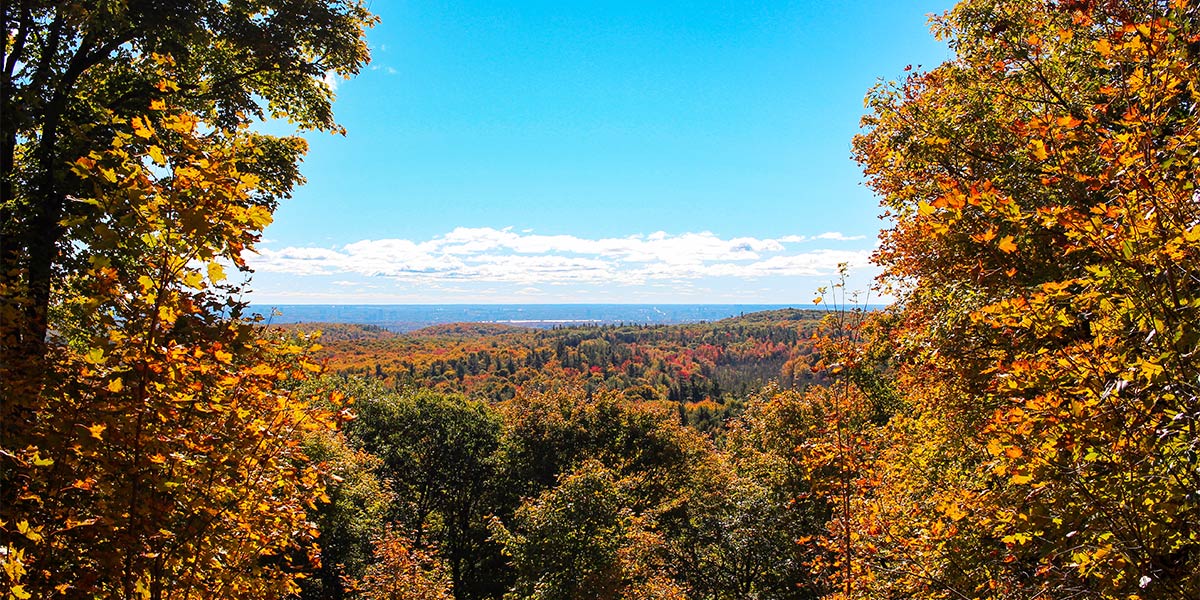 A picturesque hillside view filled with colorful fall foliage, displaying a stunning array of autumn leaves. Une vue pittoresque à flanc de colline remplie de feuillage d'automne coloré, affichant une étonnante gamme de feuilles d'automne.