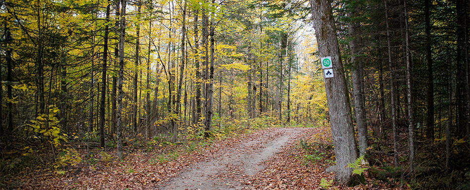 A serene hiking trail winding through the lush woods of Gatineau Park, inviting exploration and adventure. Un sentier de randonnée serein qui serpente dans les bois luxuriants du parc de la Gatineau, invitant à l'exploration et à l'aventure.