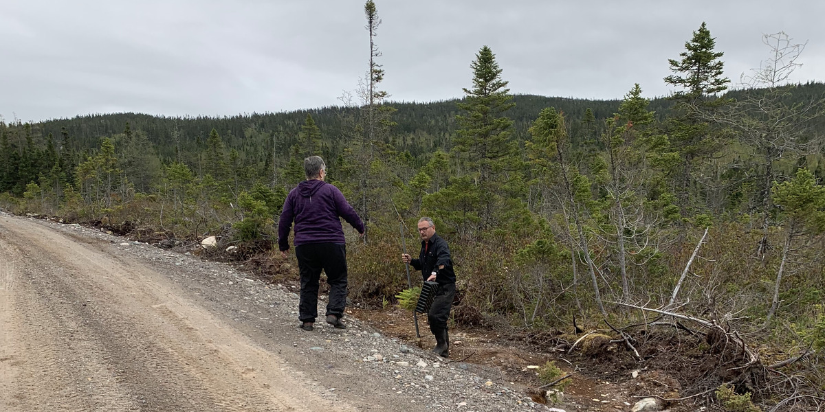 two men holding a tree standing roadside