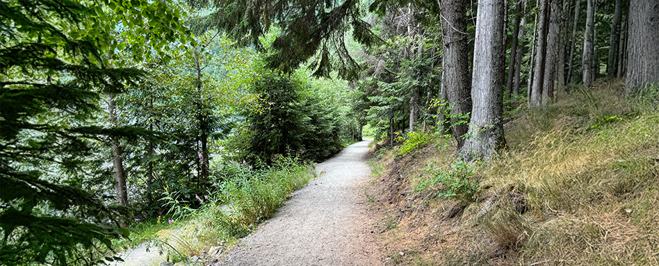 long trail in forest