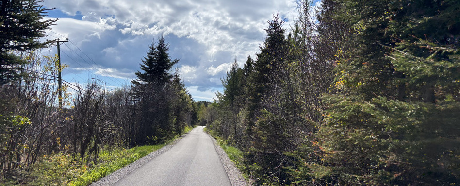 trail with trees lining