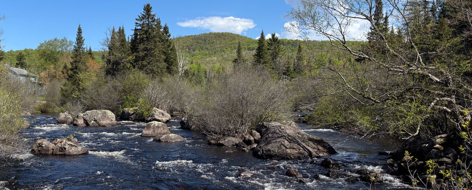trees and rapids in river view