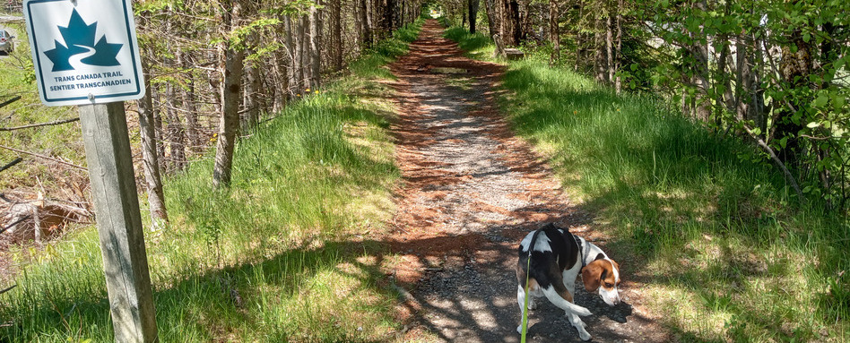 beagle on a trail in a forrest