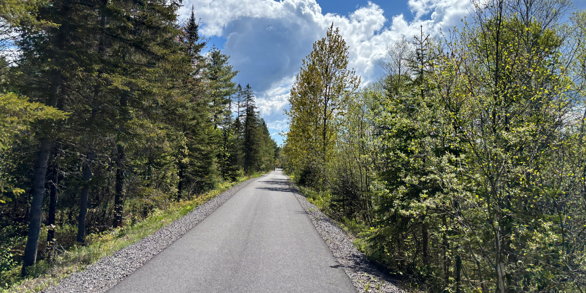 path with forest on a clear blue sky day