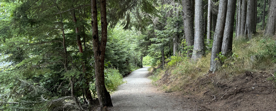 forrested pathway on cloudy day