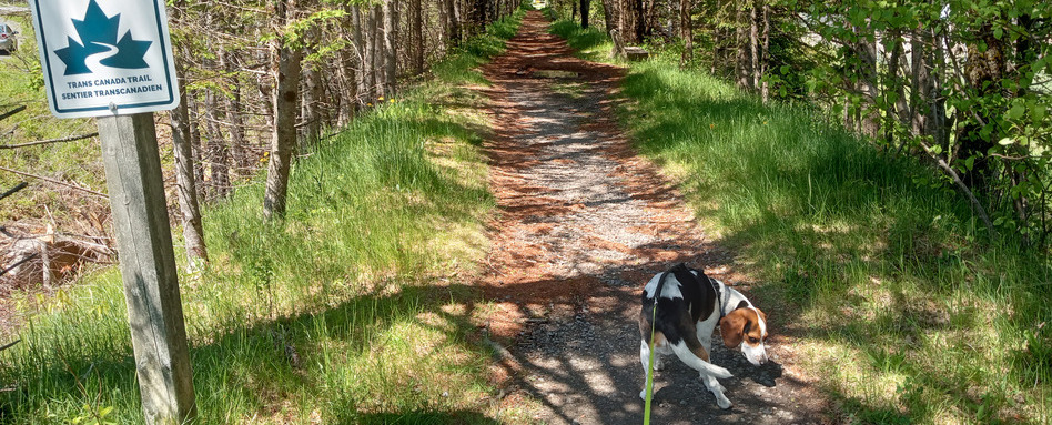 beagle sniffing on a grassy trail
