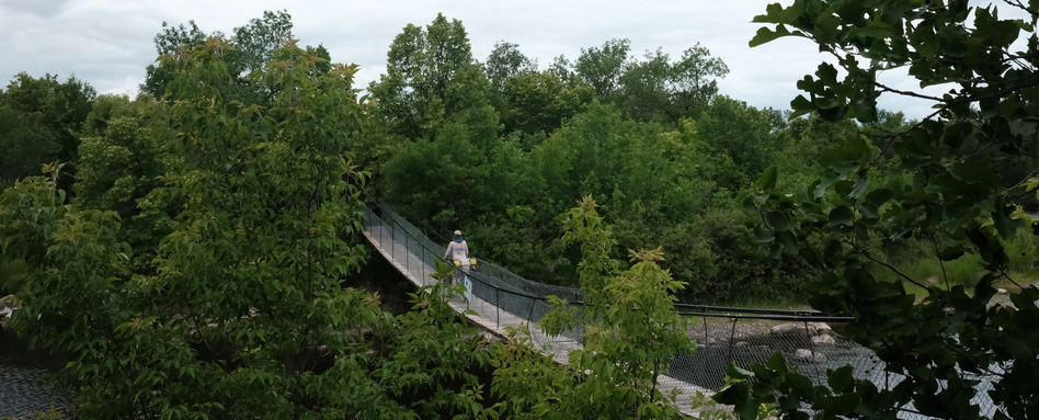 Cycling riding across a suspension bridge, with green trees surrounding bridge